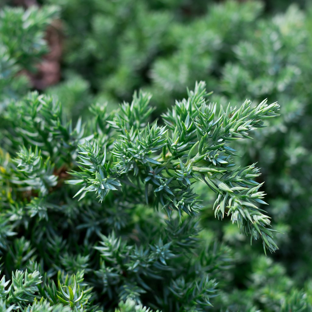 Juniper Breeze* Fragrance Oil 169